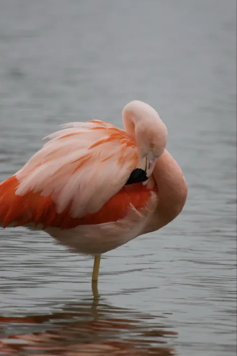 Chileense flamingo