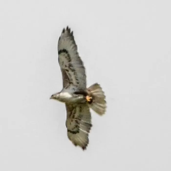 Spotted Ferruginous Hawk