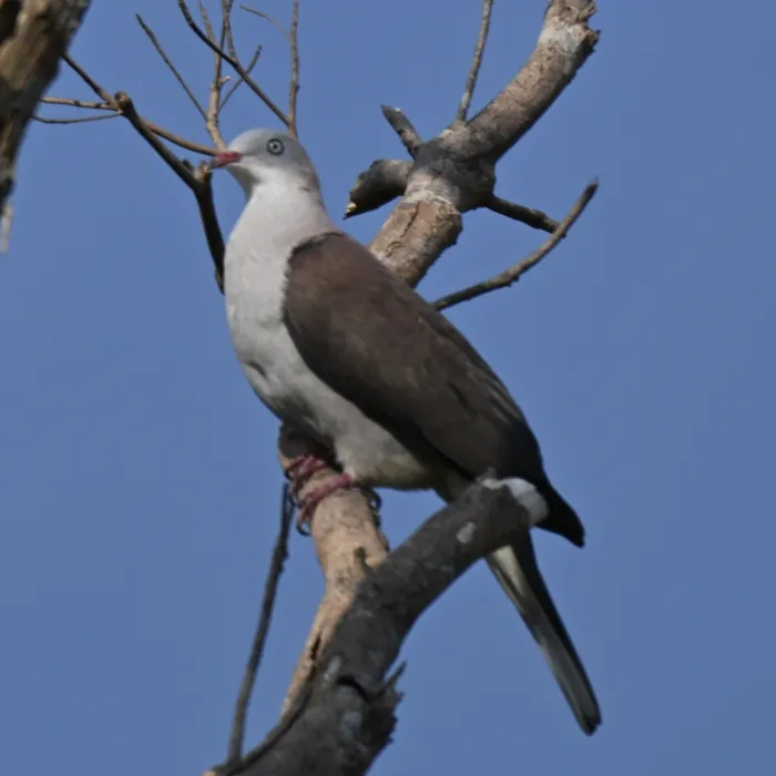 Gespotte Indische muskaatduif