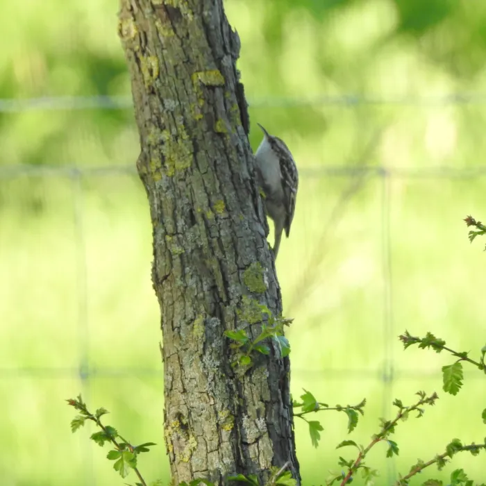 Gespotte Boomkruiper