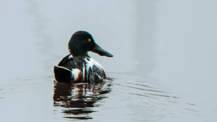 Northern Shoveler