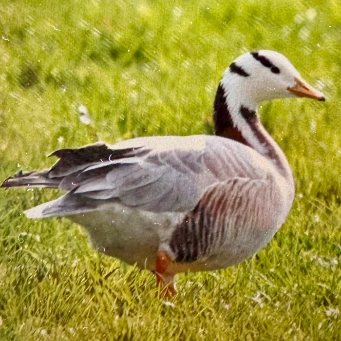 Spotted Bar-headed Goose