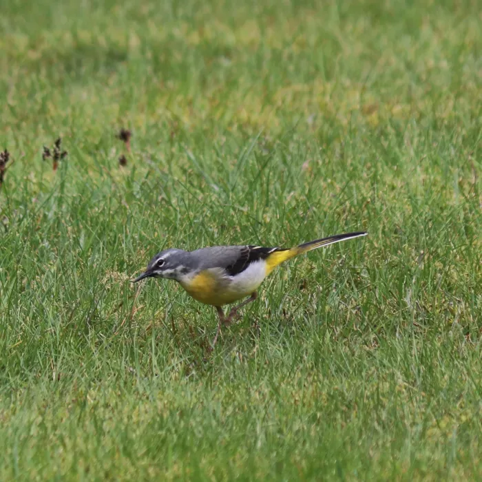 Spotted Gray Wagtail
