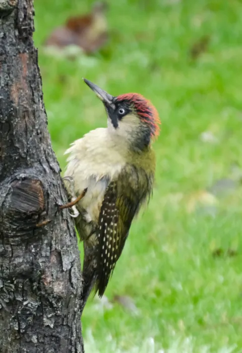 Spotted Eurasian Green Woodpecker