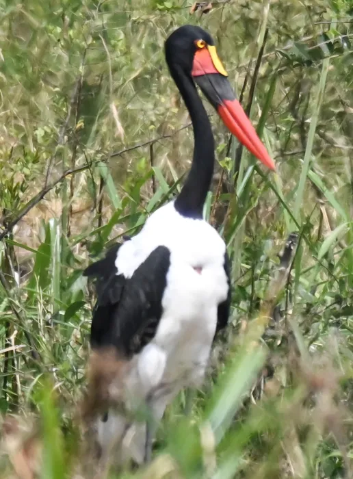 Spotted Saddle-billed Stork