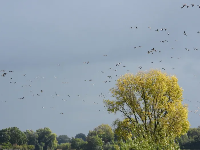 Waargenomen Grote Canadese gans