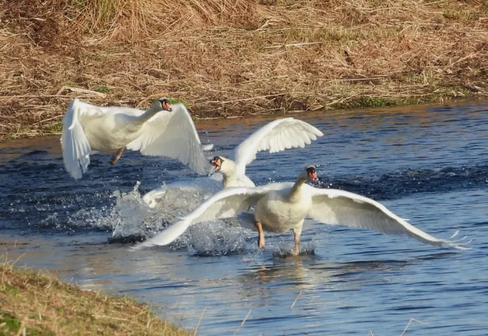 Gespotte Knobbelzwaan