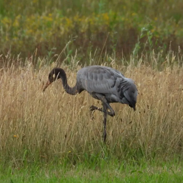 Waargenomen Kraanvogel