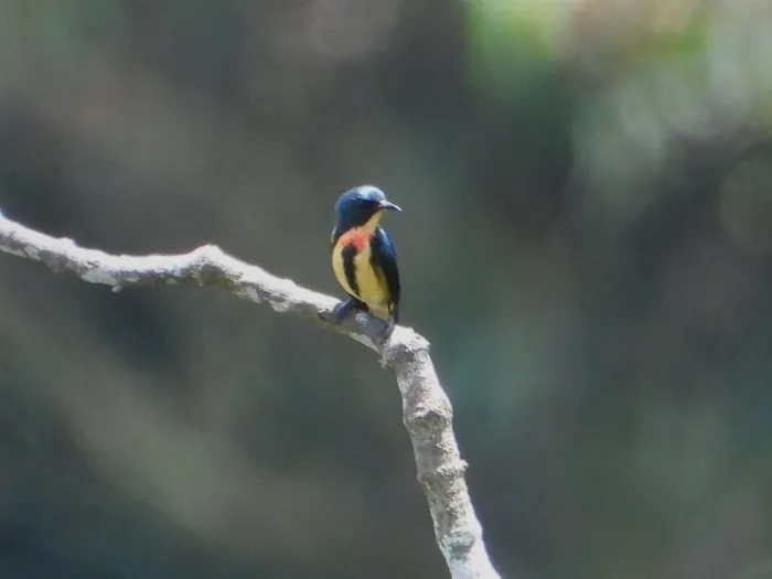 Gespotte Vlamborsthoningvogel