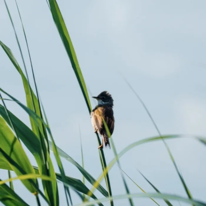 Spotted Greater Whitethroat