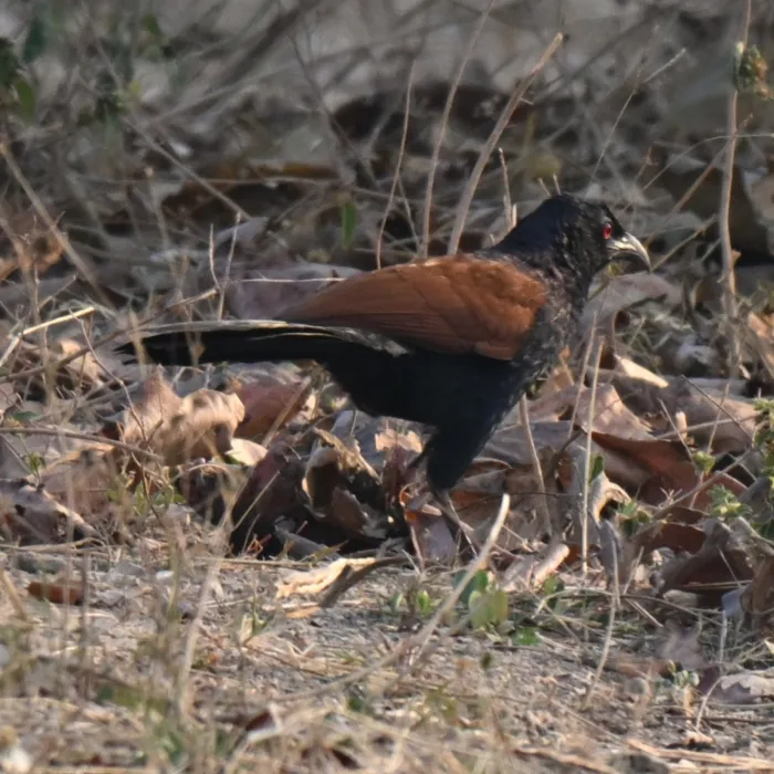 Spotted Greater Coucal
