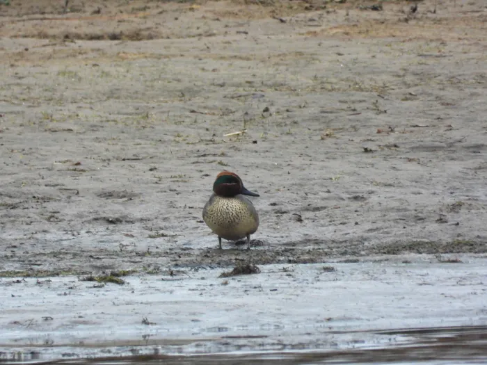 Gespotte Wintertaling