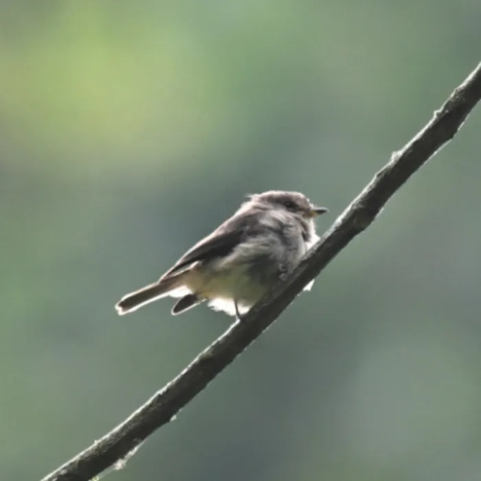Spotted White-bellied Crested Flycatcher