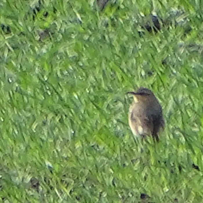 Spotted Northern Wheatear