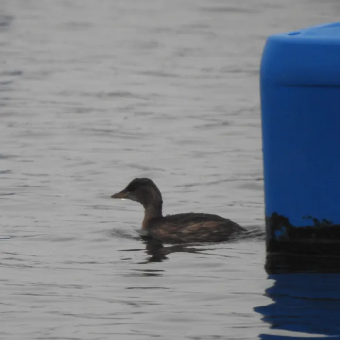 Spotted Little Grebe