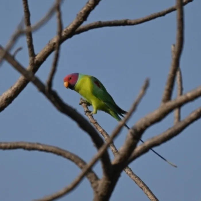 Spotted Plum-headed Parakeet