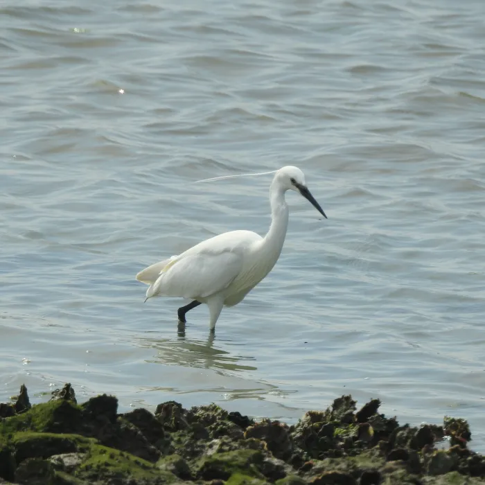 Spotted Little Egret