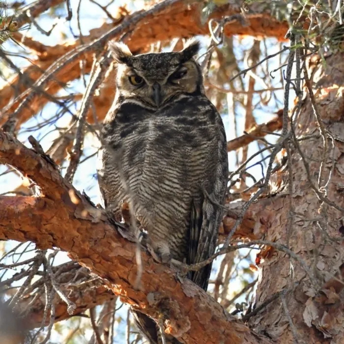 Spotted Lesser Horned Owl