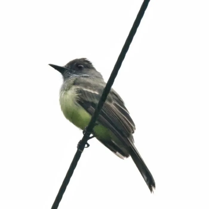 Spotted Dusky-capped Flycatcher