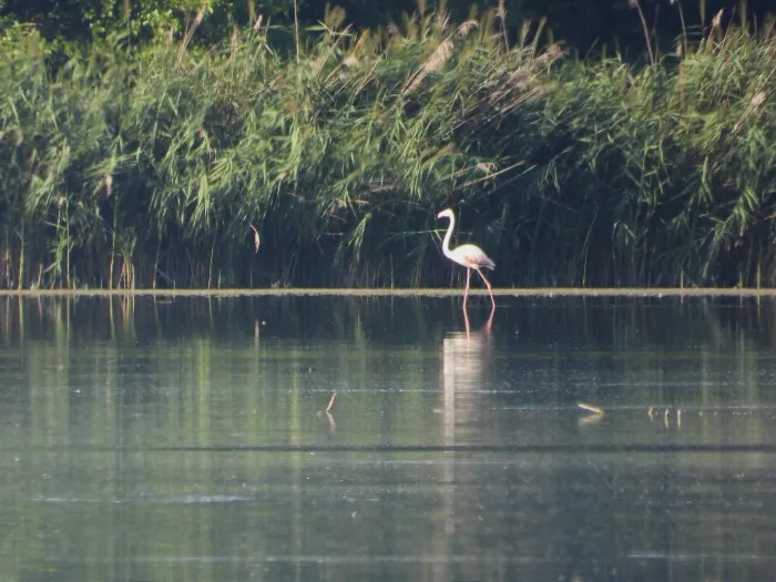 Waargenomen Flamingo