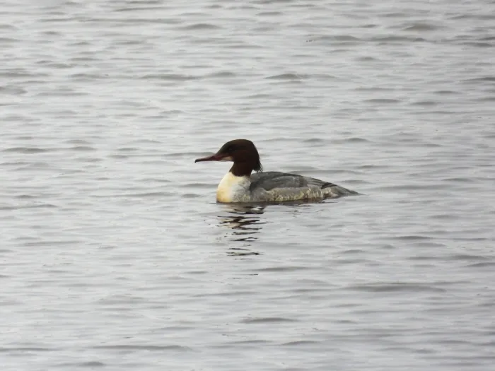 Gespotte Grote zaagbek