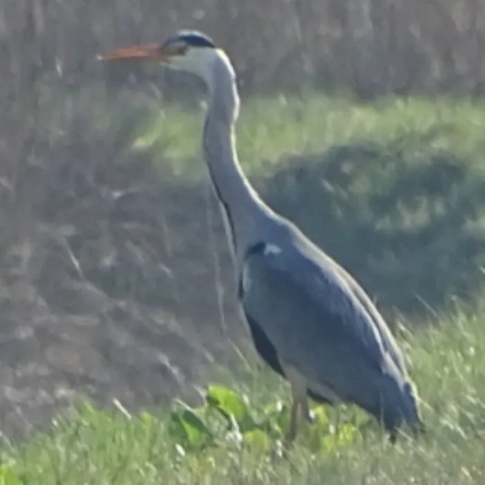 Gespotte Blauwe reiger
