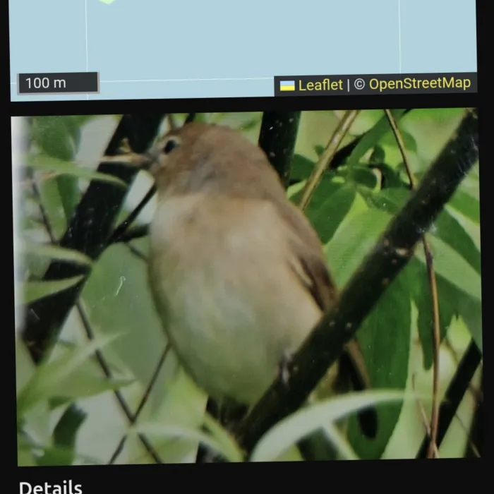 Spotted Garden Warbler