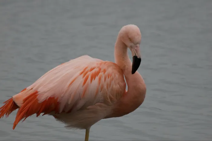 Gespotte Chileense flamingo