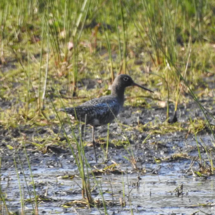 Spotted Spotted Redshank