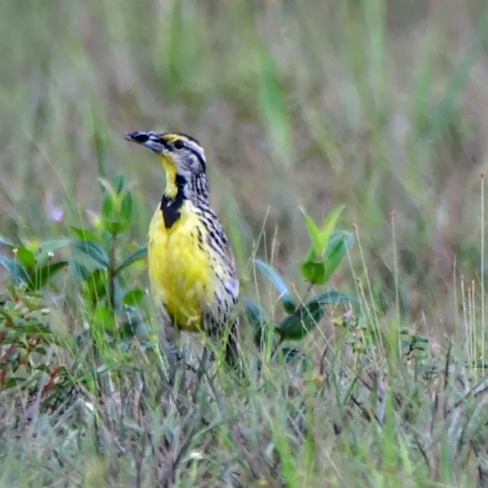 Spotted Eastern Meadowlark
