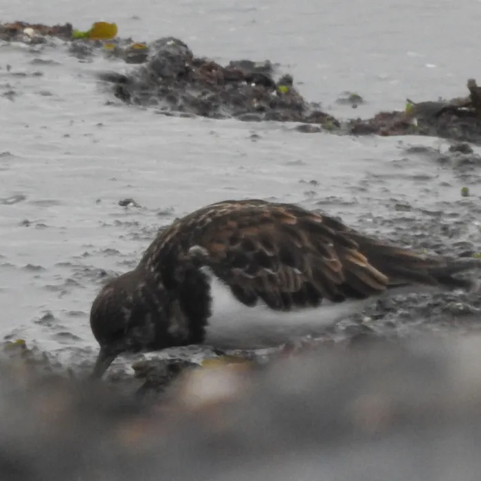 Spotted Ruddy Turnstone