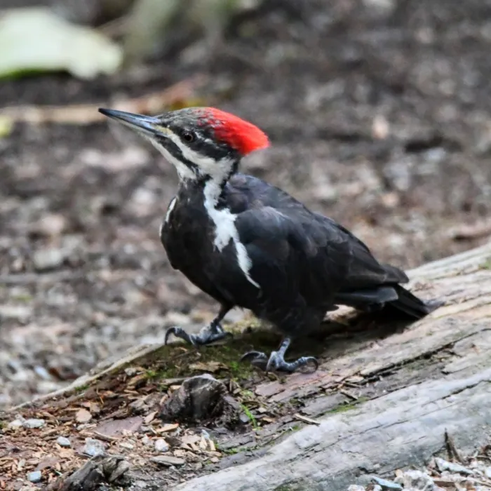 Gespotte Noord-Amerikaanse helmspecht