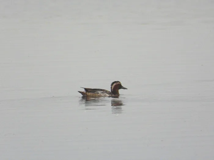 Spotted Garganey