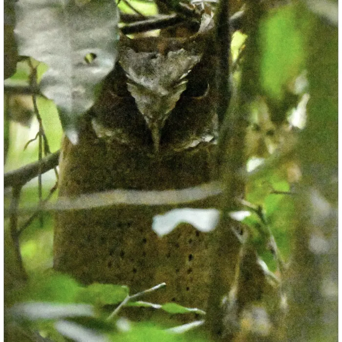 Gespotte Maleise dwergooruil