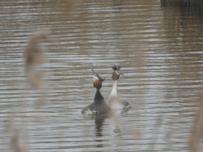 Spotted Great Crested Grebe