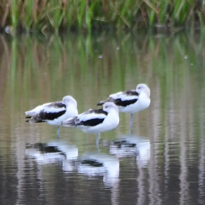 Gespotte Amerikaanse kluut