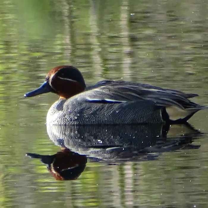 Gespotte Wintertaling