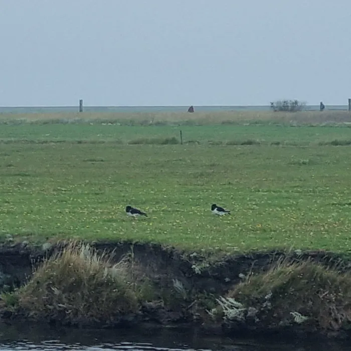 Spotted Eurasian Oystercatcher