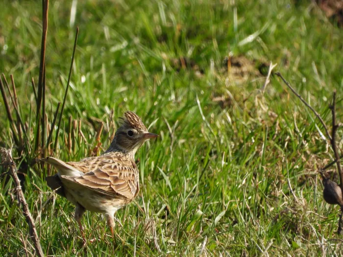 Gespotte Veldleeuwerik