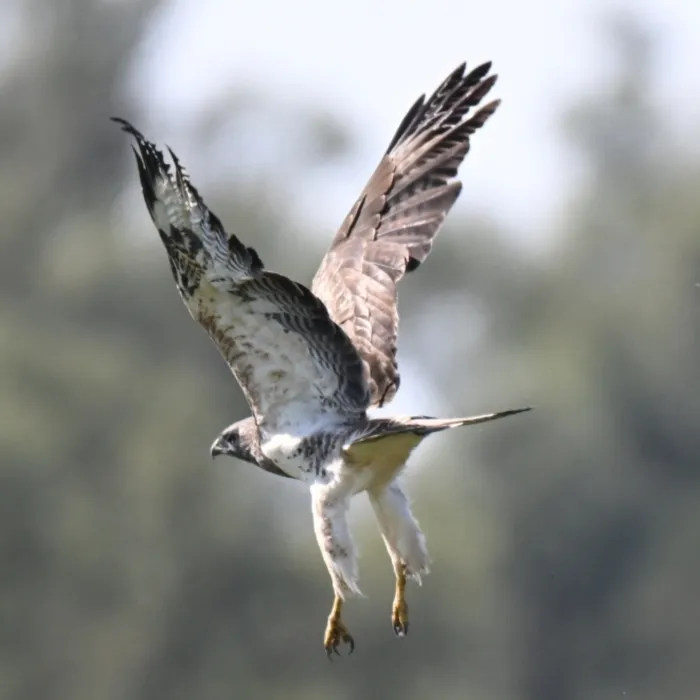 Spotted Common Buzzard