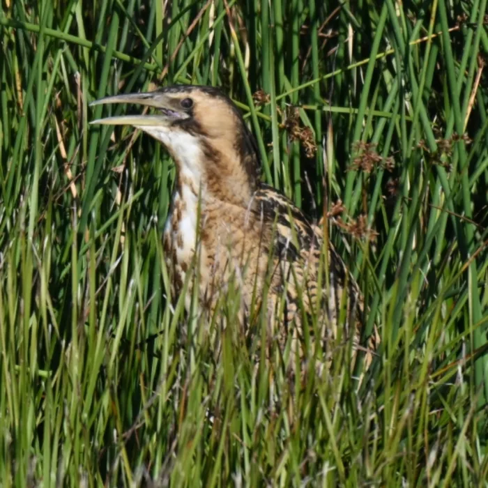 Spotted Eurasian Bittern