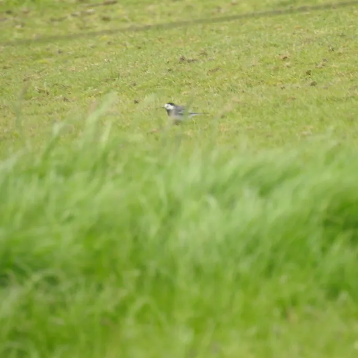 Spotted White Wagtail