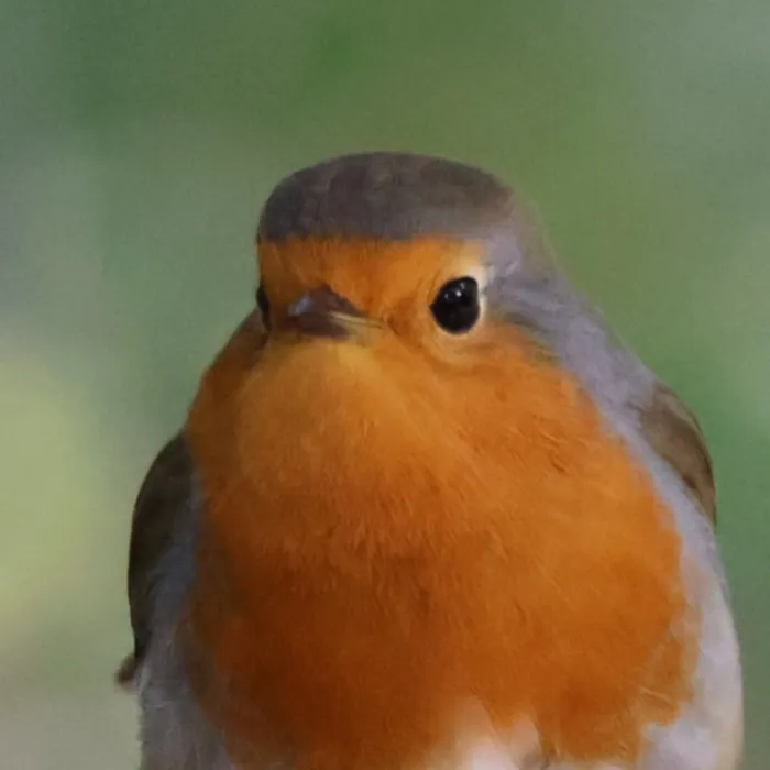 Spotted European Robin
