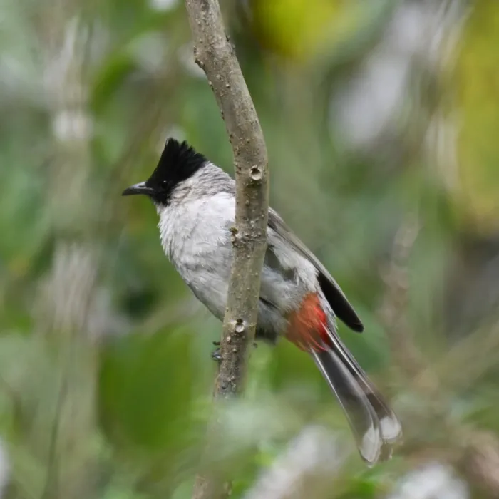 Gespotte Roetkopbuulbuul