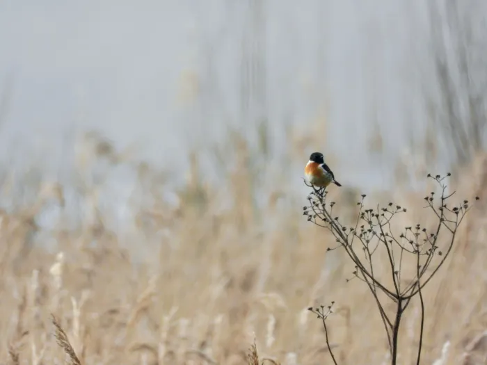 Gespotte Roodborsttapuit