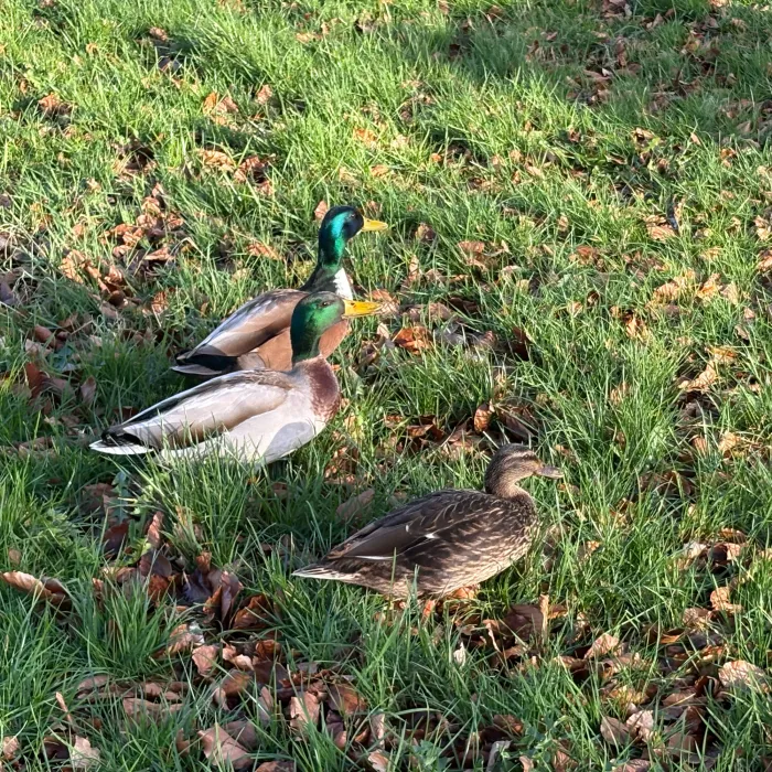 Spotted Mallard