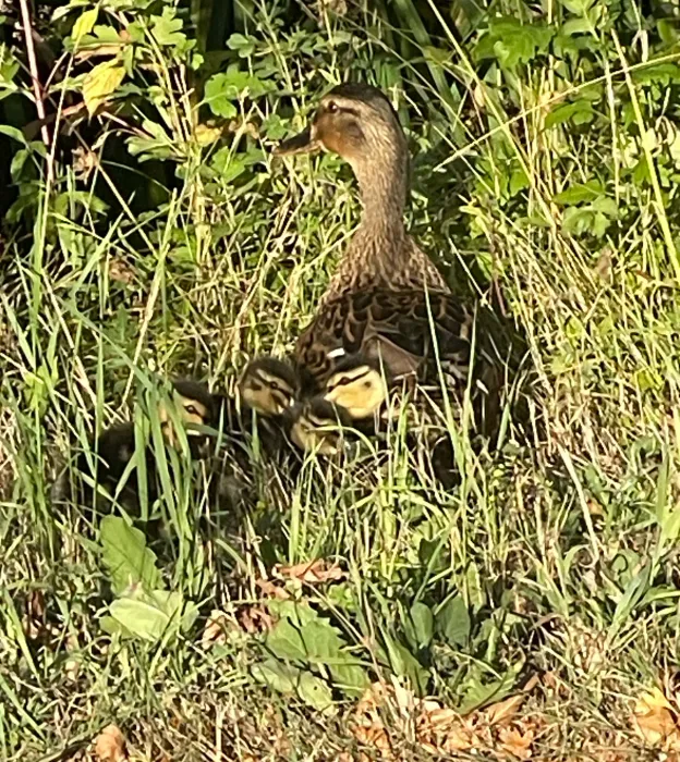 Spotted Mallard