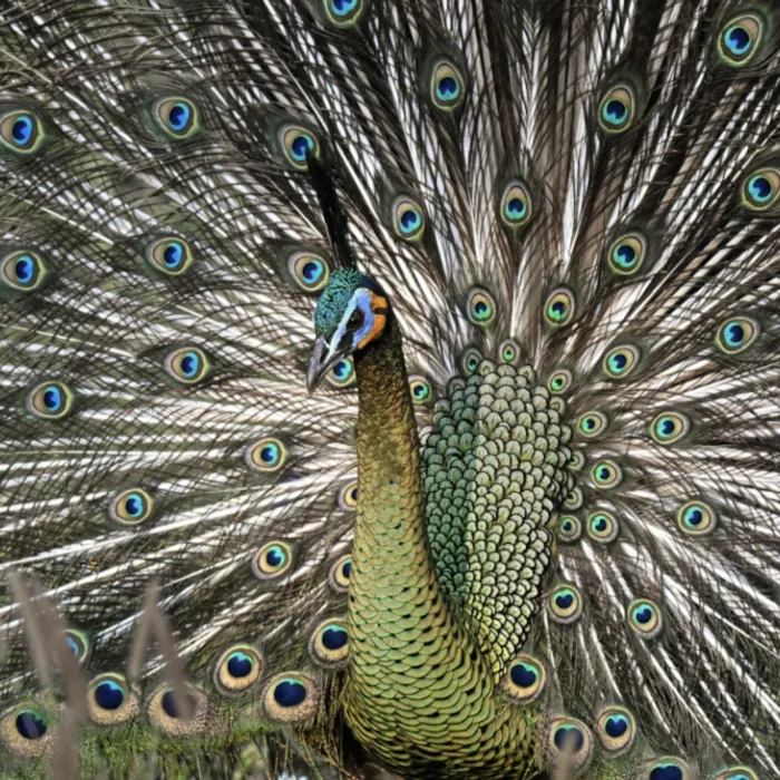 Spotted Green Peafowl