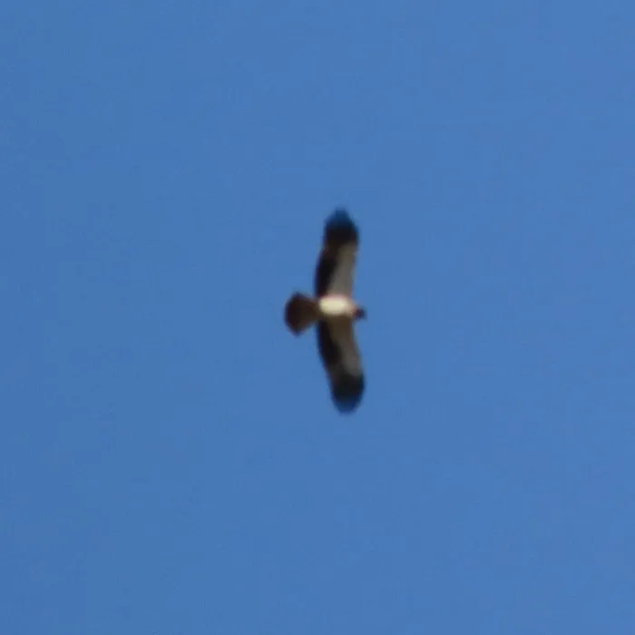 Booted Eagle