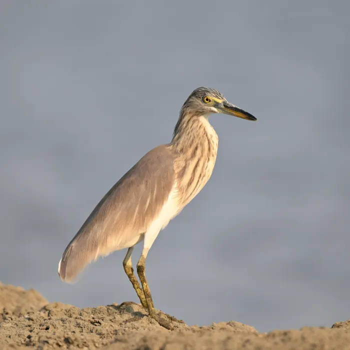 Gespotte Indische ralreiger